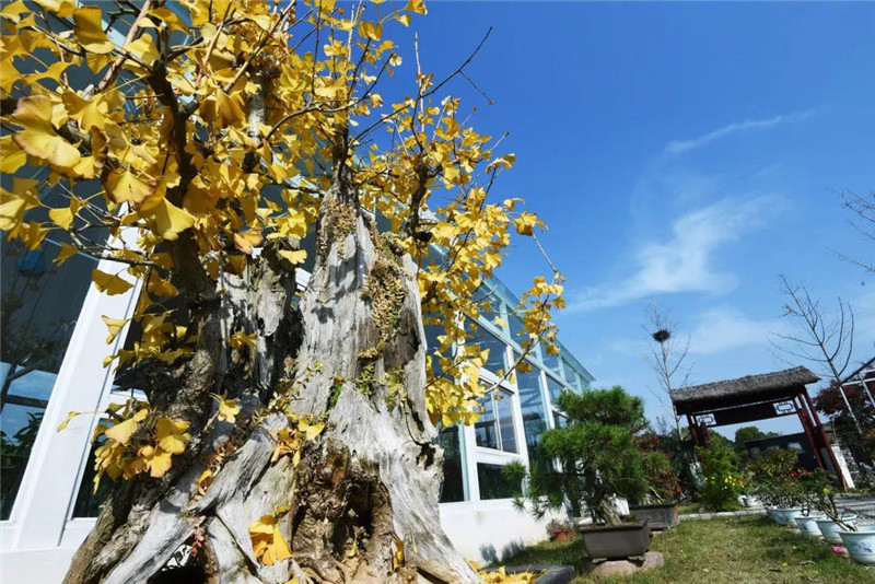 20190102155316_90191