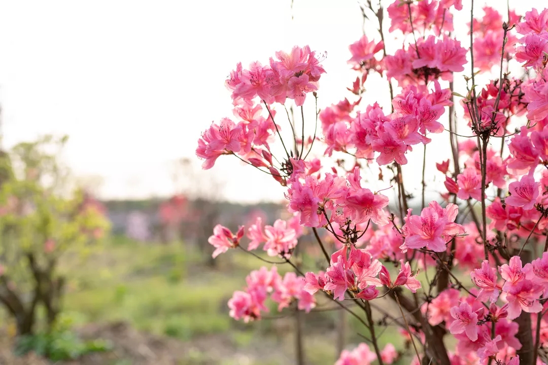 20190417081950_89925